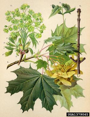 Acer platanoides (Norway maple)
